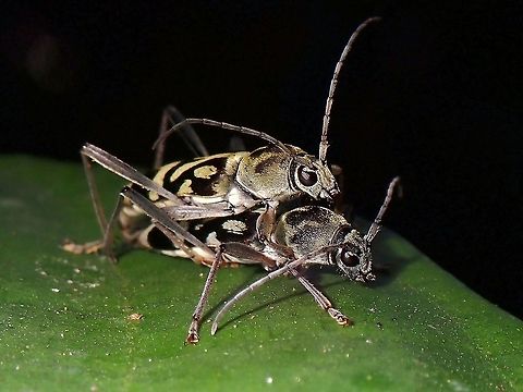 Bam Bam-Boo A pair of mating Bamboo Tiger Longhorn Beetle Bamboo Tiger Longhorn Beetle,Beetle,Chlorophorus annularis,Longhorn Beetle,Malaysia,Penang,Tiger Longhorn Beetle