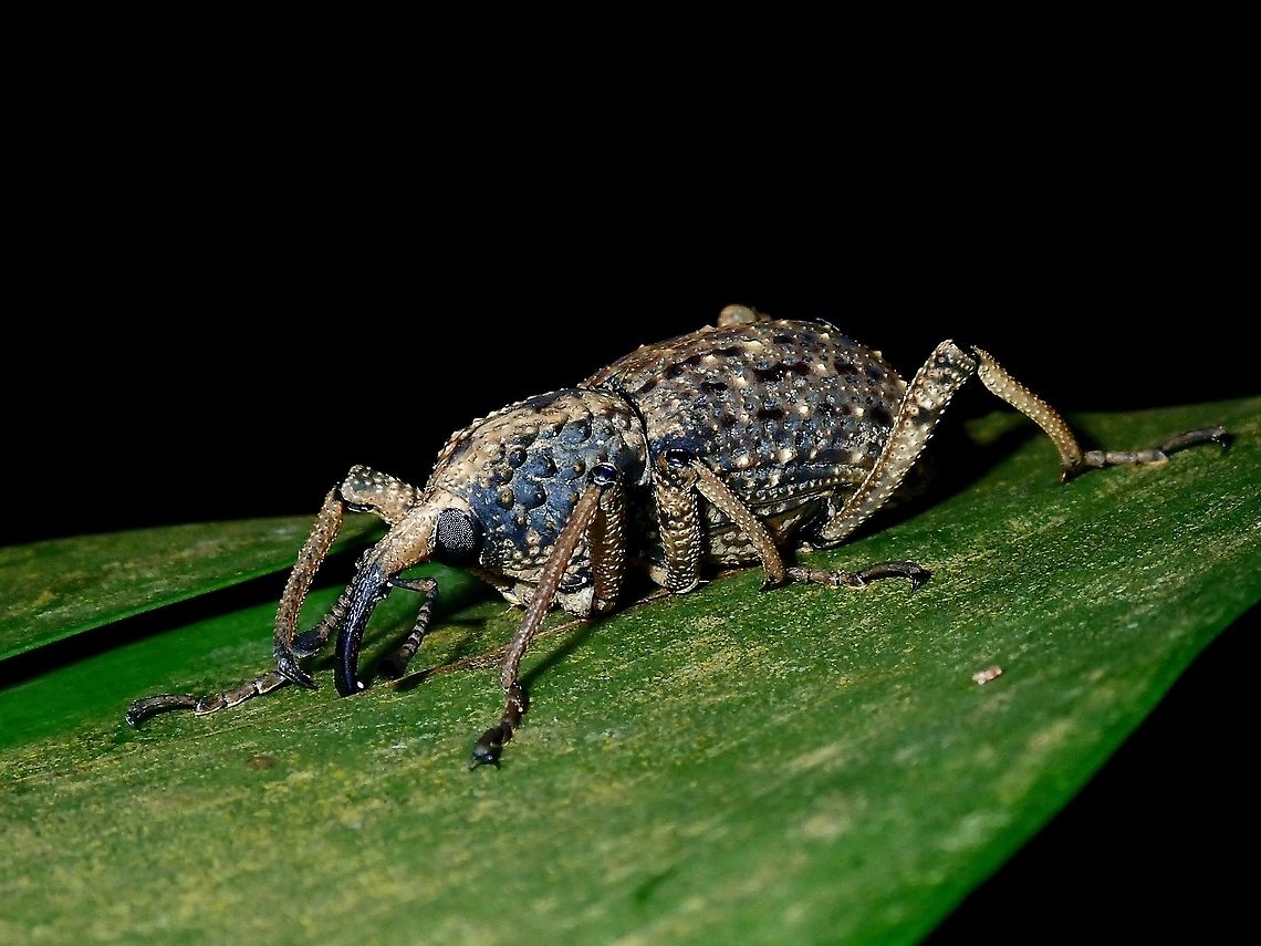 Weevil - Sipalinus gigas  Anilao,Batangas,Beetle,Mabini,Philippines,Sipalinus gigas,Weevil