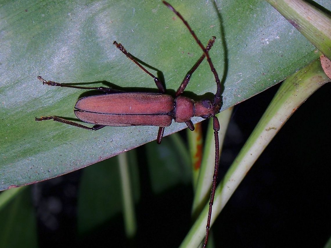Prionid Beetle - Aegolipton marginale  Aegolipton marginale,Beetle,Longhorn Beetle,Malaysia,Penang,Prionid Beetle
