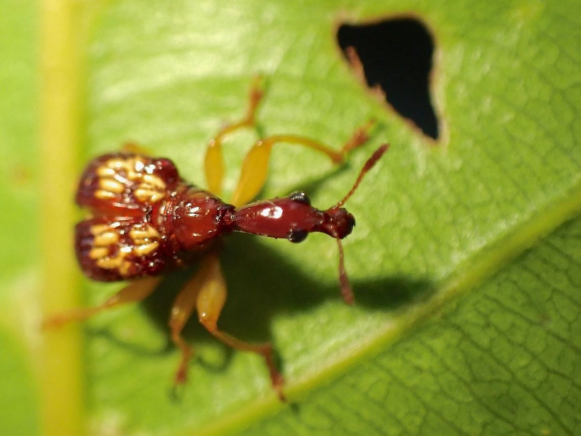 Leaf-Rooling Weevil - Korotyaevirhinus necopinus orientalis  Beetle,Korotyaevirhinus necopinus,Korotyaevirhinus necopinus orientalis,Leaf-Rolling Weevil,Malaysia,Penang,Weevil