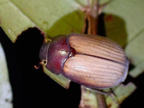 Scarab Beetle - Exopholis hypoleuca  Beetle,Exopholis hypoleuca,Malaysia,Penang,Scarab Beetle
