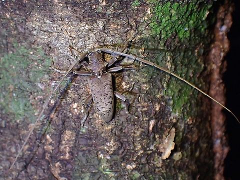 Longhorn Beetle - Acalolepta rusticatrix  Acalolepta rusticatrix,Beetle,Flat-Faced Longhorn Beetle,Longhorn Beetle,Malaysia,Penang