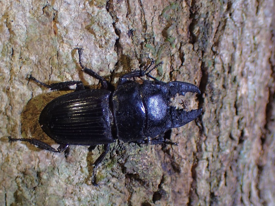 Stag Beetle - Aegus acuminatus  Aegus acuminatus,Beetle,Malaysia,Penang,Stag Beetle