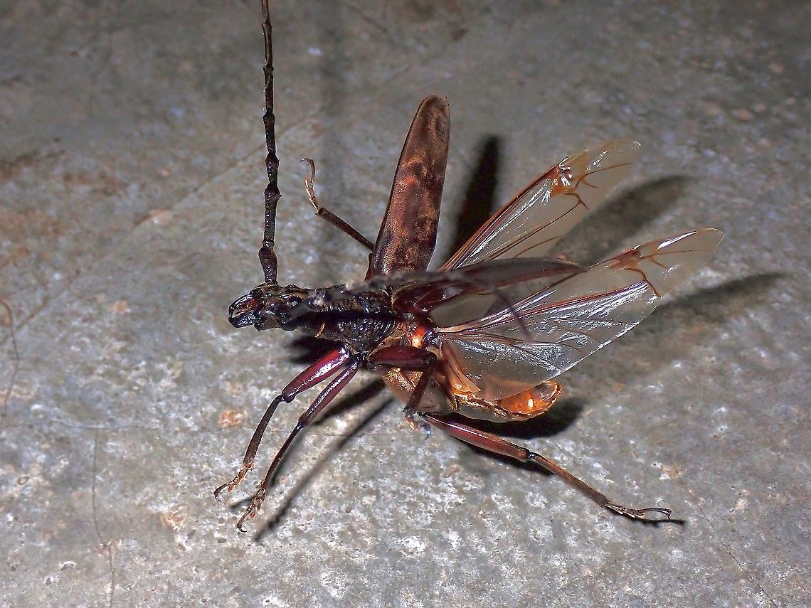 House Visitor This large sized Longhorn Beetle was a visitor to the house, giving me more opportunity to observe and try to take the flight shot. Beetle,Hoplocerambyx spinicornis,Longhorn Beetle,Malaysia,Penang,Sal Borer