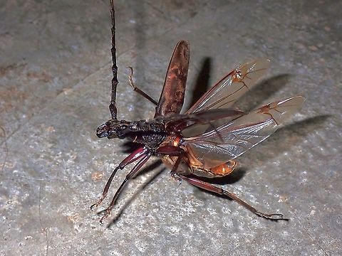 House Visitor This large sized Longhorn Beetle was a visitor to the house, giving me more opportunity to observe and try to take the flight shot. Beetle,Hoplocerambyx spinicornis,Longhorn Beetle,Malaysia,Penang,Sal Borer
