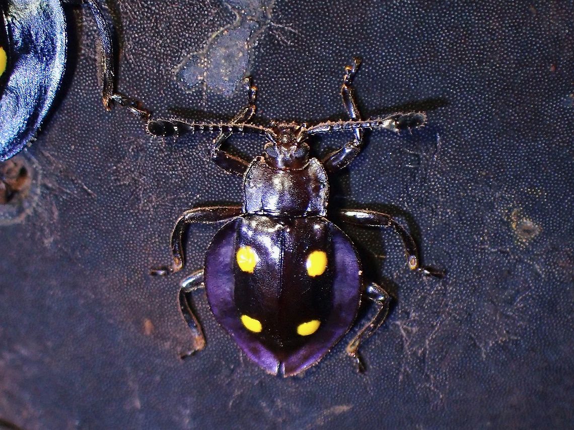 Fungus Beetle - Eumorphus politus  Beetle,Eumorphus politus,Fungus Beetle,Handsome Fungus Beetle,Malaysia,Penang