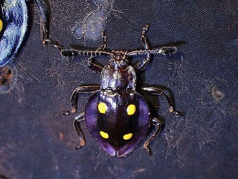 Fungus Beetle - Eumorphus politus  Beetle,Eumorphus politus,Fungus Beetle,Handsome Fungus Beetle,Malaysia,Penang
