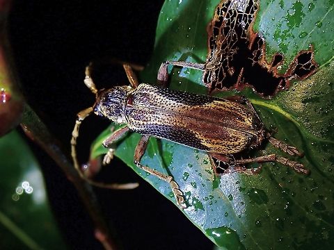 Longhorn Beetle - Xoanodera trigona  Beetle,Longhorn Beetle,Malaysia,Penang,Xoanodera trigona