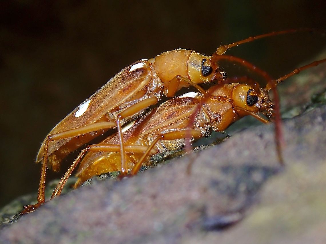 Getting to it. A mating pair of Longhorn Beetle - Gnatholea subnuda Beetle,Gnatholea subnuda,Longhorn Beetle,Malaysia,Penang
