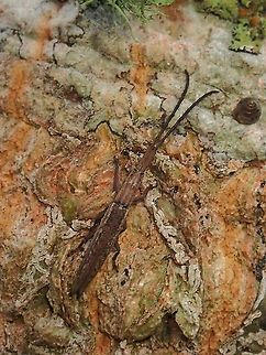 Longhorn Beetle - Tetraglenes hirticornis  Beetle,Flat-Faced Longhorn Beetle,Longhorn Beetle,Malaysia,Penang,Tetraglenes hirticornis