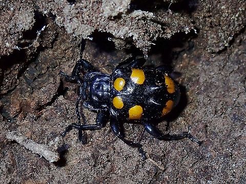 Fungus Beetle - Spathomeles anaglyptus  Beetle,Fungus Beetle,Handsome Fungus Beetle,Malaysia,Penang,Spathomeles anaglyptus