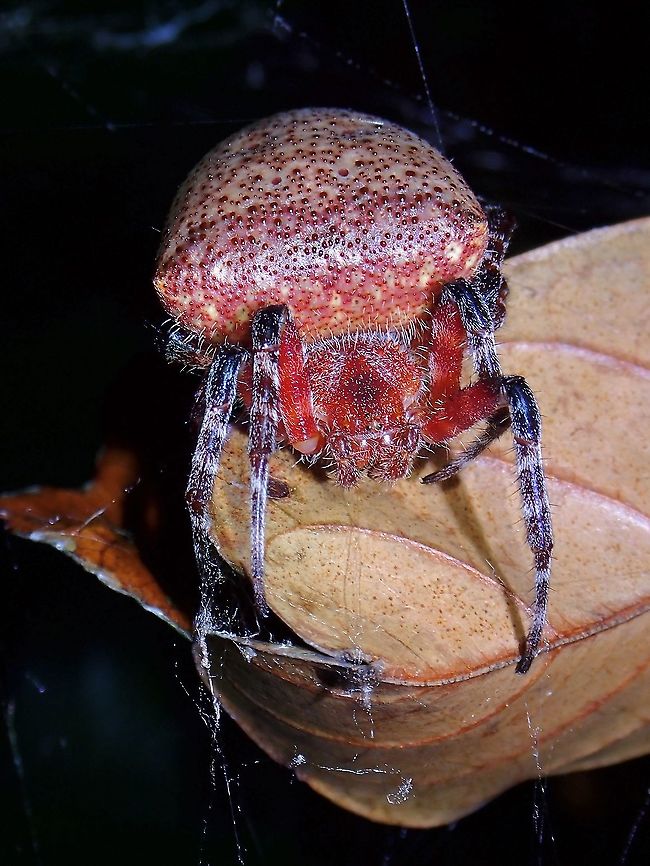 Red Tent Spider This specimen lives up to her name, very red in colour and she is quite big and impressive.  They can also be in other colour variations like brown/grey. Cyrtophora unicolor,Malaysia,Penang,Red Tent Spider,Spider