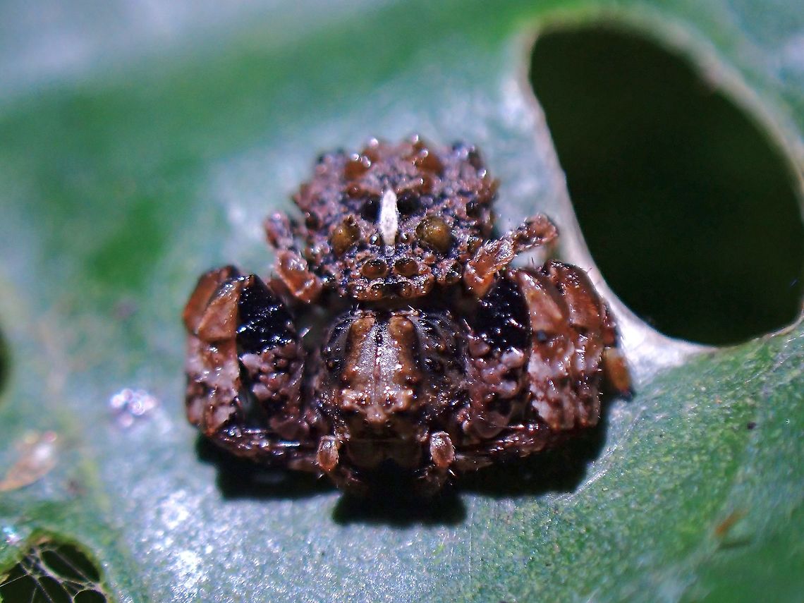 Bird's Poop? At a glance, this looks like a bird&#039;s dung/poop with white powderish stuff around it.  It is a Bird Dung&#039;s Spider behaving in term of look and smell to attract flies and other bugs. Bird Dung's Spider,Crab Spider,Malaysia,Penang,Phrynarachne tuberosa,Spider