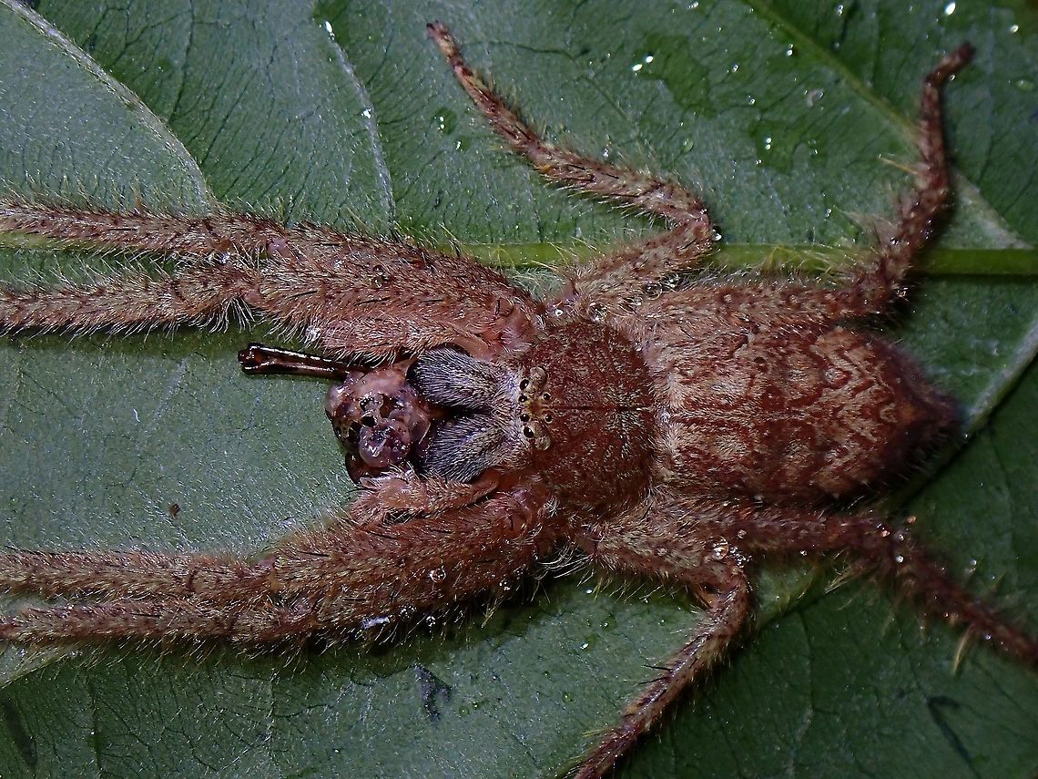 Dinner in the rain. Didn&#039;t realised that this was a rare find when I spotted it.  This huge size Lichen Huntsman Spider was happily enjoying her meal despite rain drops on her. #JDmilestone,Huntsman Spider,Lichen Huntsman Spider,Malaysia,Pandercetes nigrogularis,Penang,Spider