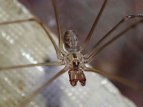 Too Common? This Cellar Spiders are commonly seen around houses, abandoned buildings and caves. Cellar Spider,Malaysia,Penang,Physocyclus globosus,Short-Bodied Cellar Spider,Spider