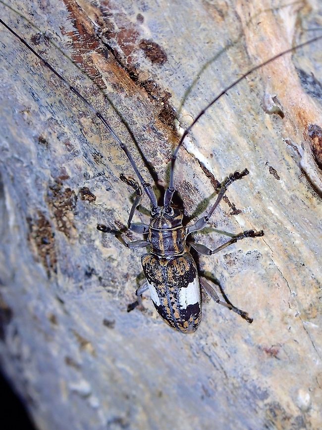 Longhorn Beetle - Pharsalia pulchra  Beetle,Flat-Faced Longhorn Beetle,Longhorn Beetle,Malaysia,Penang,Pharsalia pulchra