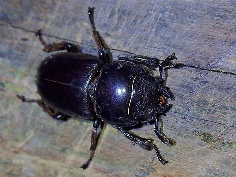 Giant Stag Beetle - Serrognathus taurus taurus  Beetle,Giant Stag Beetle,Malaysia,Penang,Serrognathus taurus taurus,Stag Beetle