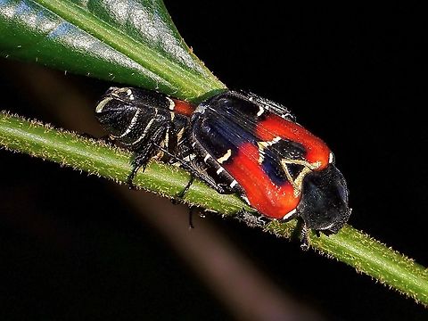 Flower Chafer - Taeniodera malabariensis  Beetle,Flower Chafer,Flower Chafer Beetle,Malaysia,Penang,Taeniodera malabariensis