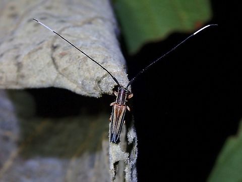 Longhorn Beetle - Nyctimenius tristis  Flat-Faced Longhorn Beetle,Longhorn Beetle,Malaysia,Nyctimenius tristis,Penang