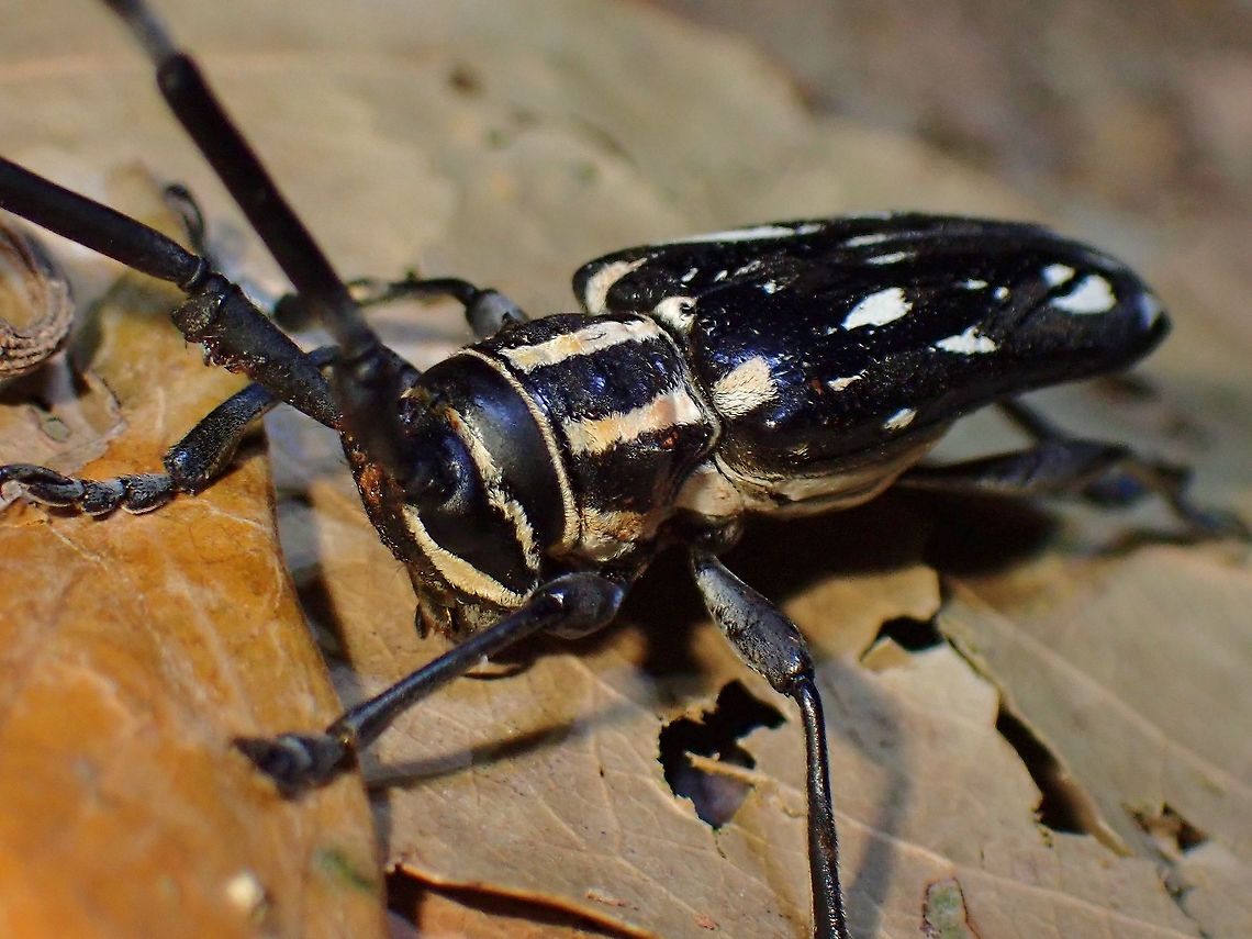Longhorn Beetle - Combe brianus  Beetle,Combe brianus,Flat-Faced Longhorn Beetle,Longhorn Beetle,Malaysia,Penang