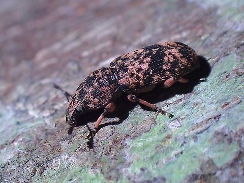 Fungus Weevil - Dendropemon hypocrita  Dendropemon hypocrita,Fungus Weevil,Malaysia,Penang,Weevil