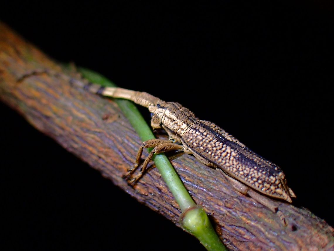 Longhorn Beetle - Ectatosia moorei  Beetle,Ectatosia moorei,Flat-Faced Longhorn Beetle,Longhorn Beetle,Malaysia,Penang