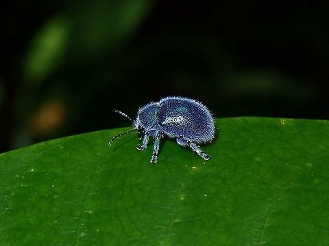Blues Leaf Beetle - Trichochrysea hirta Beetle,Leaf Beetle,Malaysia,Penang,Trichochrysea hirta