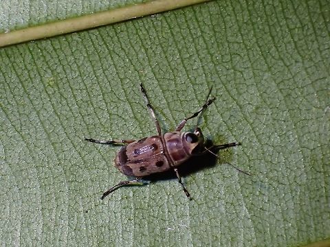 Fungus Weevil - Mecocerina rhanis  Fungus Weevil,Malaysia,Mecocerina rhanis,Penang,Weevil