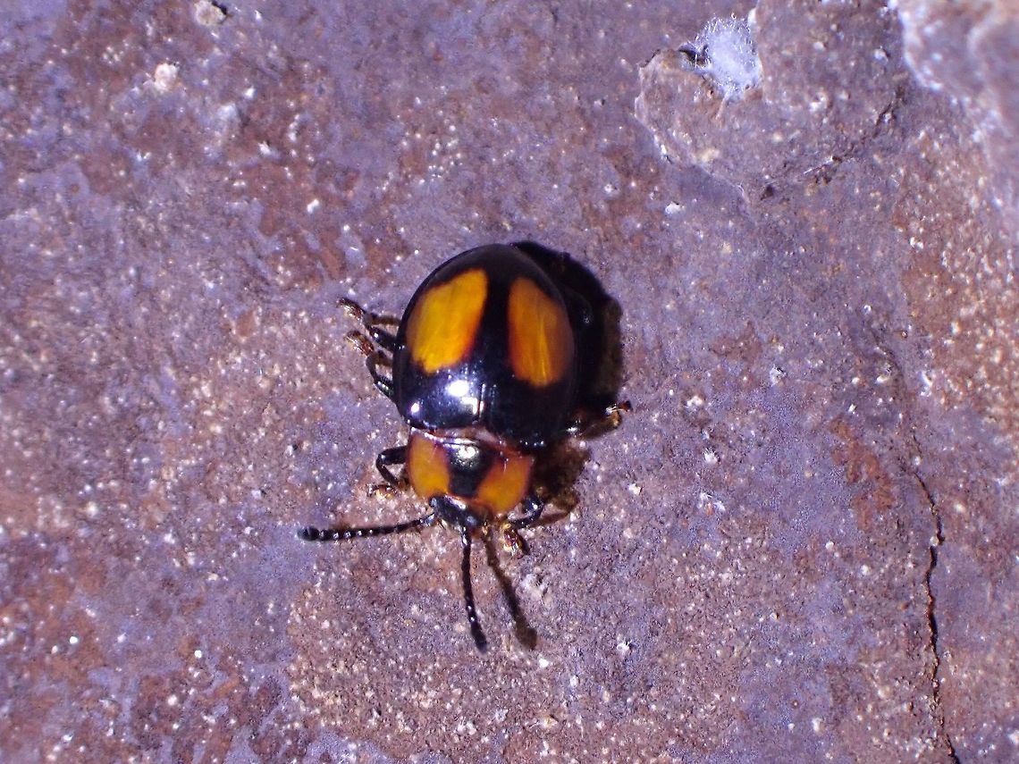 Tiny Surprise! This tiny Fungus Beetle could be a new addition to the number of species of Beetle in Malaysia, according to an expert of Beetles, probably in his unofficial counts, comes to 729 for Malaysia. Dryadites borneensis,Fungus Beetle,Handsome Fungus Beetle,Malaysia,Penang