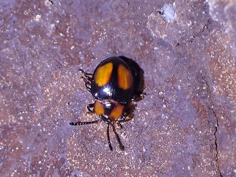 Tiny Surprise! This tiny Fungus Beetle could be a new addition to the number of species of Beetle in Malaysia, according to an expert of Beetles, probably in his unofficial counts, comes to 729 for Malaysia. Dryadites borneensis,Fungus Beetle,Handsome Fungus Beetle,Malaysia,Penang