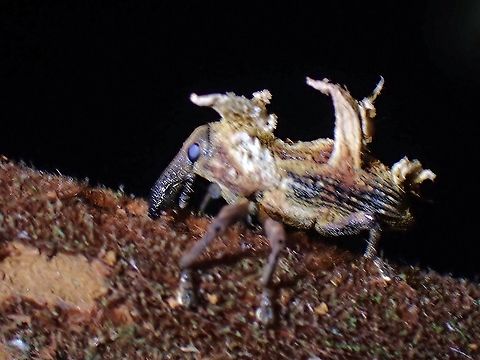 Weevil - Cylindralcides saundersii  Beetle,Cylindralcides saundersii,Malaysia,Penang,Weevil