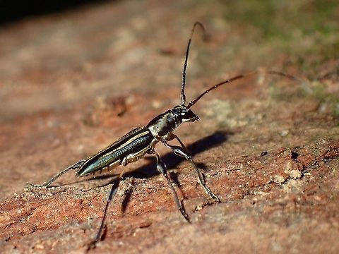 Longhorn Beetle - Polyphida fulvitarsis  Beetle,Longhorn Beetle,Malaysia,Penang,Polyphida fulvitarsis