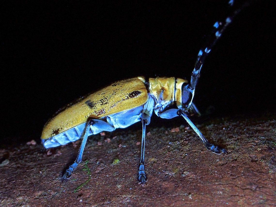 Longhorn Beetle - Mimohammus flavescens  Beetle,Flat-Faced Longhorn Beetle,Longhorn Beetle,Malaysia,Mimohammus,Mimohammus flavescens,Penang