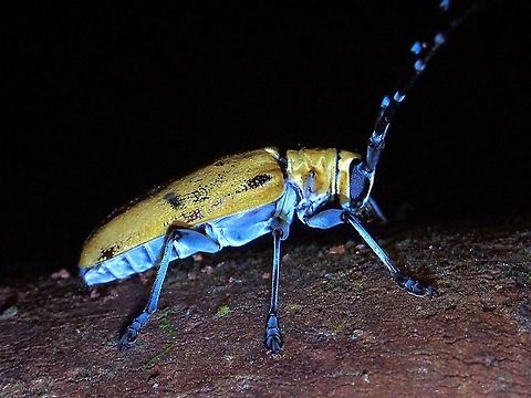 Longhorn Beetle - Mimohammus flavescens  Beetle,Flat-Faced Longhorn Beetle,Longhorn Beetle,Malaysia,Mimohammus,Mimohammus flavescens,Penang