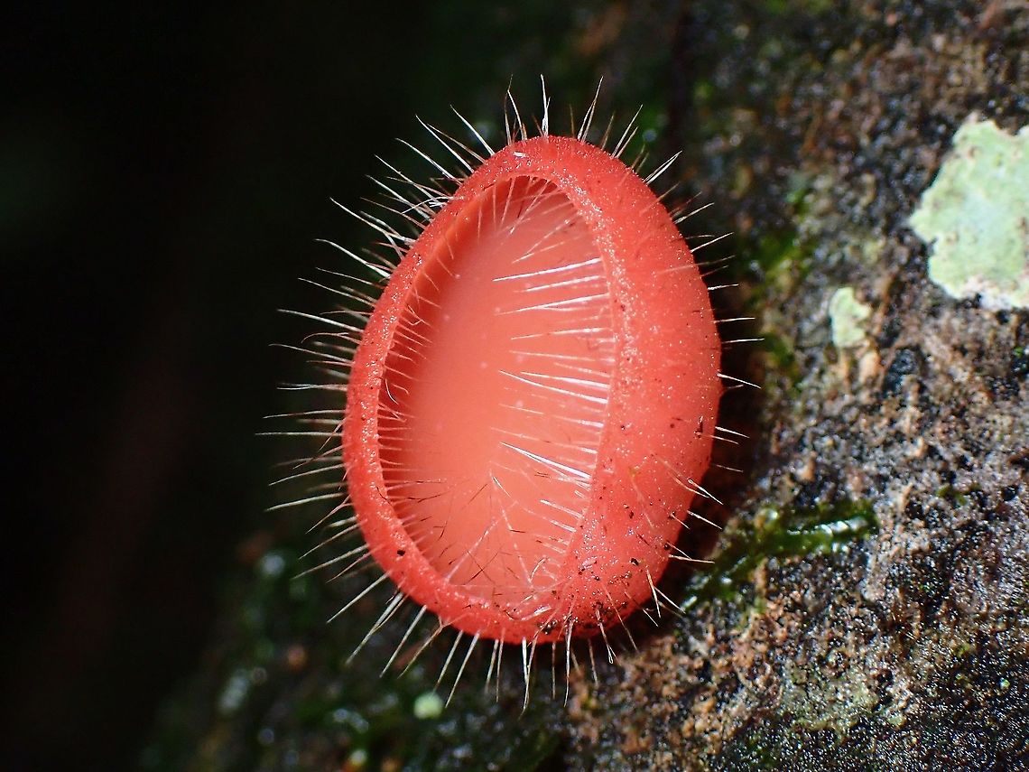 Bristly Tropical Cup - Cookeina tricholoma  Bristly Tropical Cup,Cookeina tricholoma,Fungi,Malaysia,Penang
