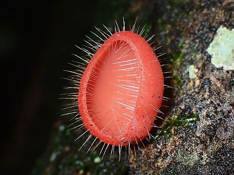 Bristly Tropical Cup - Cookeina tricholoma  Bristly Tropical Cup,Cookeina tricholoma,Fungi,Malaysia,Penang