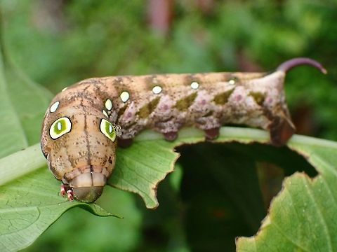 Puppy? Common Hunter Hawkmoth - Theretra clotho with it's  cute false eyes Common Hunter Hawkmoth,Hawkmoth,Malaysia,Moth,Penang,Theretra clotho