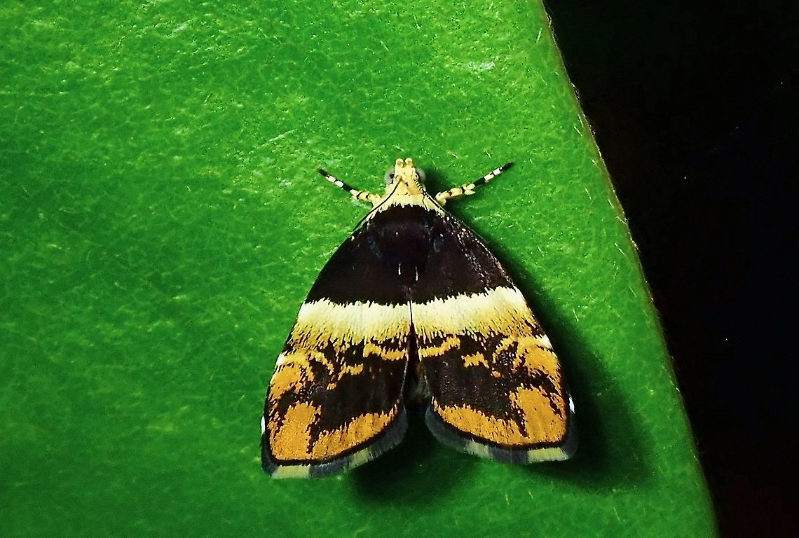 Metalmark Moth - Choreutis xanthogramma  Choreutis xanthogramma,Malaysia,Metalmark Moth,Moth,Penang