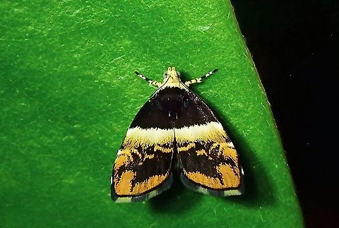Metalmark Moth - Choreutis xanthogramma  Choreutis xanthogramma,Malaysia,Metalmark Moth,Moth,Penang