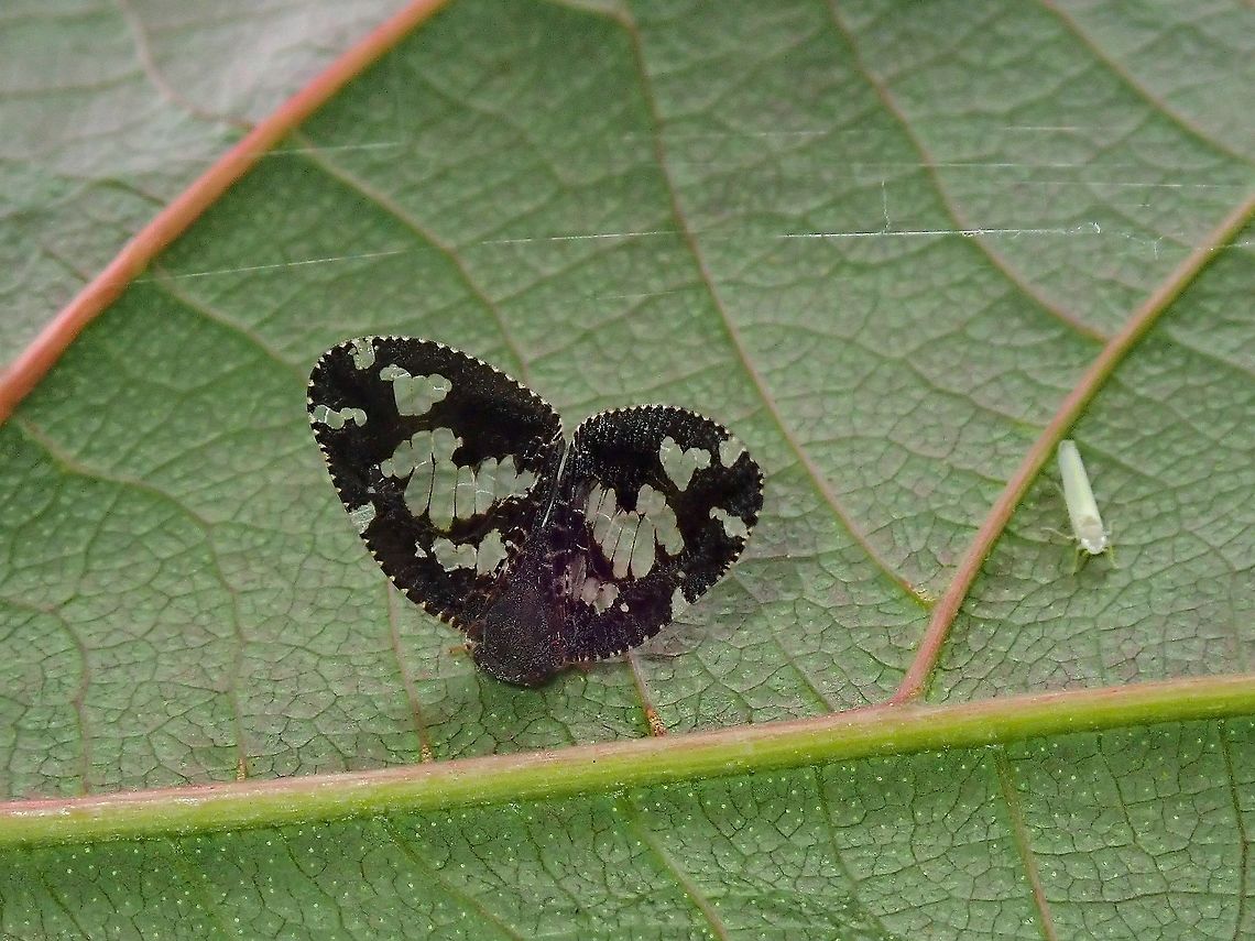 Planthopper - Ricanoptera fenestrata  Hopper,Malaysia,Penang,Planthopper,Ricanoptera fenestrata