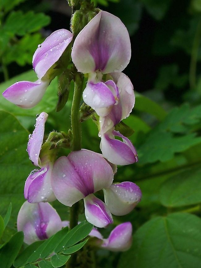 Tropical Kudzu - Neustanthus phaseoloides  Flowers,Malaysia,Neustanthus,Neustanthus phaseoloides,Penang,Tropical Kudzu