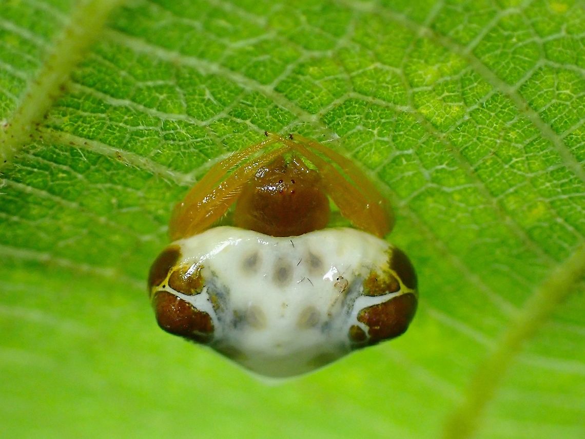 Bird's Droppings! Bird's Droppings Spider from the genus - Cyrtarachne.<br />
2 species that looks very similar - Cyrtarachne bufo and Cyrtarachne fangchengensis are documented from the region and are not able to tell apart unless with close insepection of the genitalia. Bird's Dropping Spider,Cyrtarachne,Malaysia,Penang,Spider
