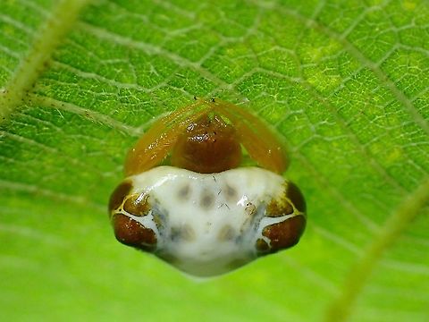 Bird's Droppings! Bird's Droppings Spider from the genus - Cyrtarachne.
2 species that looks very similar - Cyrtarachne bufo and Cyrtarachne fangchengensis are documented from the region and are not able to tell apart unless with close insepection of the genitalia. Bird's Dropping Spider,Cyrtarachne,Malaysia,Penang,Spider