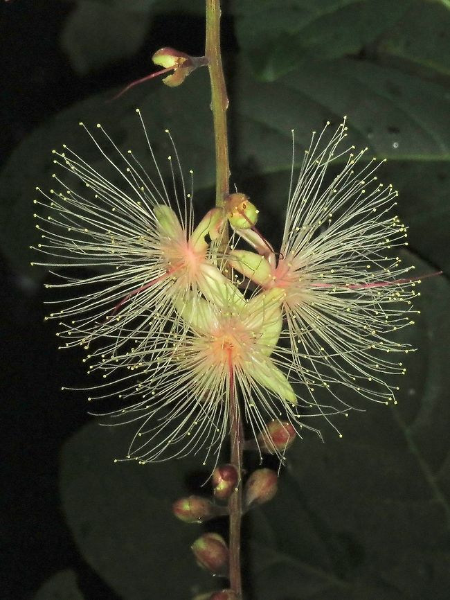 New COVID Variant?                                 Barringtonia racemosa,Flowers,Malaysia,Penang
