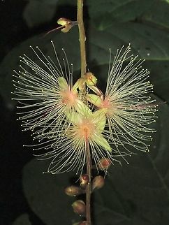 New COVID Variant?                                 Barringtonia racemosa,Flowers,Malaysia,Penang