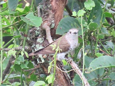 Little Bronze-Cuckoo - Chrysococcyx minutillus                                 Bird,Chrysococcyx minutillus,Cuckoo,Little bronze cuckoo,Malaysia,Penang