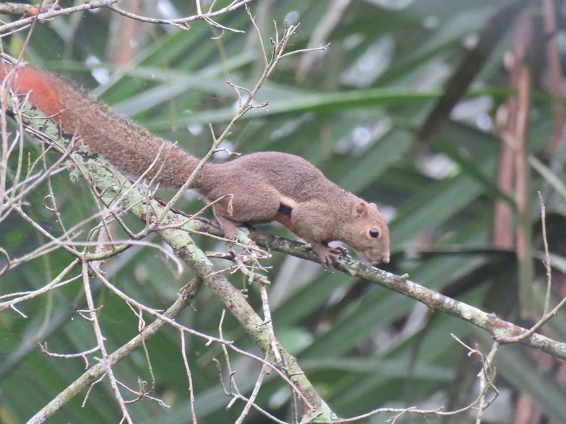 Plantain Squirrel - Callosciurus notatus                                 Callosciurus notatus,Malaysia,Penang,Plantain Squirrel,Squirrel