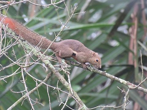 Plantain Squirrel - Callosciurus notatus                                 Callosciurus notatus,Malaysia,Penang,Plantain Squirrel,Squirrel