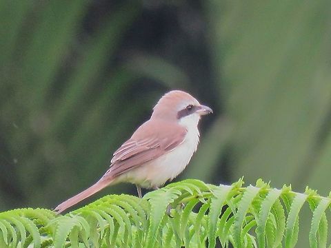 Brown Shrike - Lanius cristatus                                 Bird,Brown Shrike,Lanius cristatus,Malaysia,Penang,Shrike