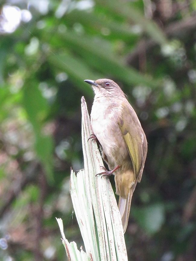 Oranged-Wing Bulbul                                 Bird,Bulbul,Malaysia,Olive-Winged Bulbul,Penang,Pycnonotus plumosus